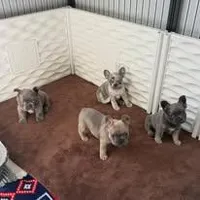 Fluffy Frenchton Puppy - French Bulldog/Boston Terrier, a male Frenchton for sale in Kuna, ID – Photo 3 of 3