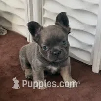 Fluffy Frenchton Puppy - French Bulldog/Boston Terrier – Frenchton puppy for sale in Kuna, ID