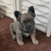 Fluffy Frenchton Puppy - French Bulldog/Boston Terrier, a male Frenchton for sale in Kuna, ID – Photo 1 of 3