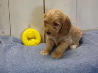 Barry, a male Cockapoo for sale in Abbotsford, WI – 3 of 6