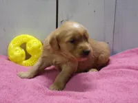 Beatrice, a female Golden Retriever for sale in Abbotsford, WI – Photo 3 of 5