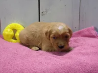 Beatrice, a female Golden Retriever for sale in Abbotsford, WI – Photo 1 of 5