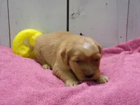 Beatrice, a female Golden Retriever for sale in Abbotsford, WI – Photo 2 of 5