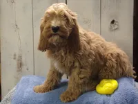 Barry, a male Cockapoo for sale in Abbotsford, WI – 4 of 5