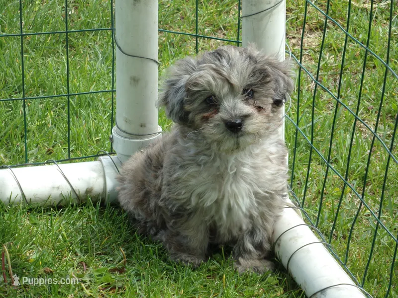 Helga – Havapoo puppy for sale in Abbotsford, WI