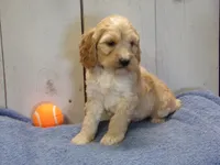 Boone, a male Cockapoo for sale in Abbotsford, WI – 3 of 5