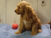 Barney, a male Cockapoo for sale in Abbotsford, WI – 3 of 5