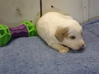 Jake, a male Goldendoodle for sale in Abbotsford, WI – 4 of 5