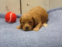 Barney, a male Cockapoo for sale in Abbotsford, WI – 3 of 6