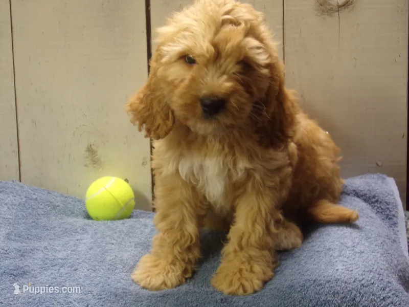Baxter – Cockapoo puppy for sale in Abbotsford, WI