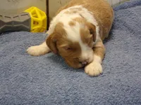 Jonah, a male Goldendoodle for sale in Abbotsford, WI – 6 of 6