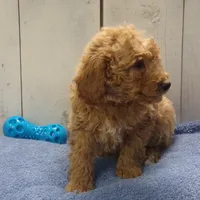 Ezra, a male Poodle - Miniature  for sale in Abbotsford, WI – Photo 2 of 4