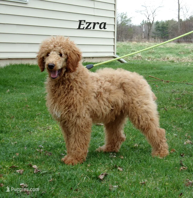 Ezra – Poodle - Miniature  puppy for sale in Abbotsford, WI