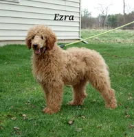 Ezra, a male Poodle - Miniature  for sale in Abbotsford, WI – 1 of 2