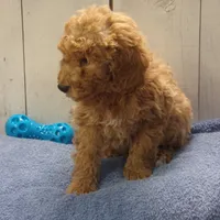 Ezra, a male Poodle - Miniature  for sale in Abbotsford, WI – Photo 4 of 4