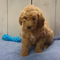 Ezra, a male Poodle - Miniature  for sale in Abbotsford, WI – Photo 1 of 4