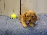 Baxter, a male Cockapoo for sale in Abbotsford, WI – 4 of 5