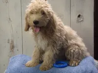 Brady, a male Cockapoo for sale in Abbotsford, WI – 5 of 5