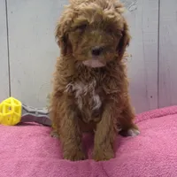 Effie, a female Poodle - Miniature  for sale in Abbotsford, WI – Photo 1 of 4