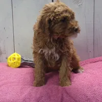 Effie, a female Poodle - Miniature  for sale in Abbotsford, WI – Photo 2 of 4