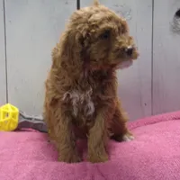 Effie, a female Poodle - Miniature  for sale in Abbotsford, WI – Photo 4 of 4