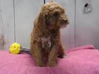 processed/65c928ed-1942-419d-bcc6-8d63ded022fd/listing/0fbfa716-8ae6-49ad-aa8e-fea577e30a4e/67619105-7ee8-4f45-ac5a-0df92d5fe67e