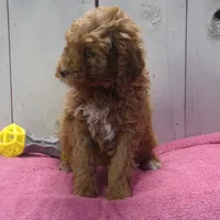 Effie, a female Poodle - Miniature  for sale in Abbotsford, WI – Photo 3 of 4