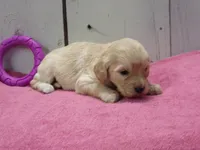 Bertha, a female Cockapoo for sale in Abbotsford, WI – 4 of 4
