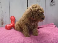 Ethel, a female Poodle - Miniature  for sale in Abbotsford, WI – Photo 3 of 4