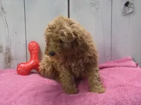 Ethel, a female Poodle - Miniature  for sale in Abbotsford, WI – Photo 4 of 4