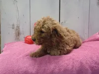 Ethel, a female Poodle - Miniature  for sale in Abbotsford, WI – Photo 2 of 4