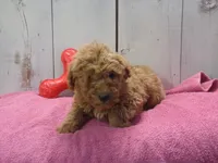 Ethel, a female Poodle - Miniature  for sale in Abbotsford, WI – Photo 1 of 4