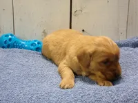 Bishop, a male Golden Retriever for sale in Abbotsford, WI – Photo 2 of 4