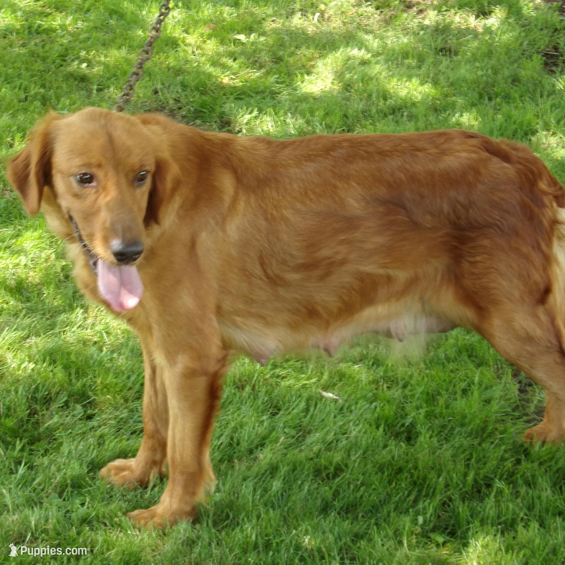 Bishop, a male Golden Retriever for sale in Abbotsford, WI – Photo 3 of 4