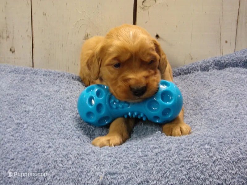 Bishop – Golden Retriever puppy for sale in Abbotsford, WI