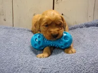 Bishop, a male Golden Retriever for sale in Abbotsford, WI – Photo 1 of 4