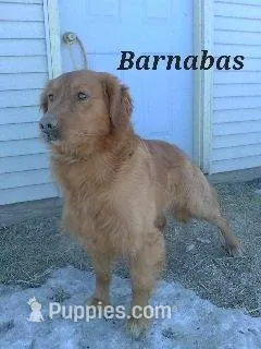 Bessie, a female Golden Retriever for sale in Abbotsford, WI – Photo 3 of 3