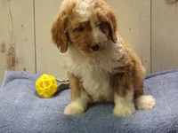 Jonah, a male Goldendoodle for sale in Abbotsford, WI – 1 of 4