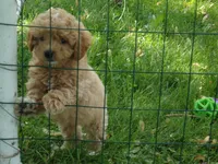 Denver, a male Miniature Goldendoodle for sale in Abbotsford, WI – 5 of 6