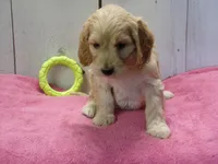 Beverly, a female Cockapoo for sale in Abbotsford, WI – 5 of 7