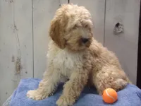 Boone, a male Cockapoo for sale in Abbotsford, WI – 2 of 5