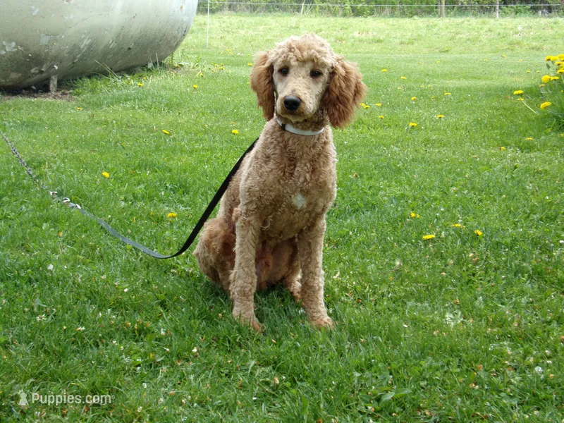 Ezra – Poodle - Miniature  puppy for sale in Abbotsford, WI