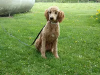 Ezra, a male Poodle - Miniature  for sale in Abbotsford, WI – 1 of 7