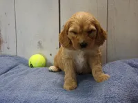 Baxter, a male Cockapoo for sale in Abbotsford, WI – 2 of 5