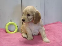 Beverly, a female Cockapoo for sale in Abbotsford, WI – 6 of 7