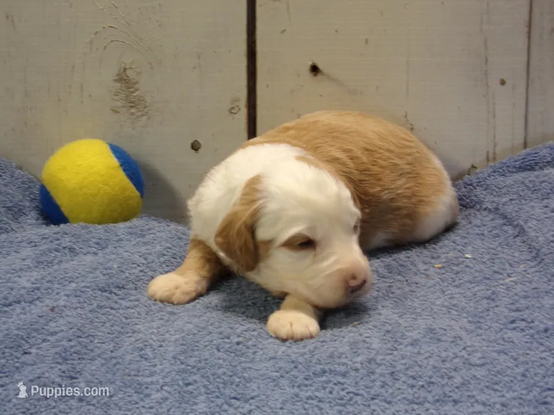 Judah – Goldendoodle puppy for sale in Abbotsford, WI