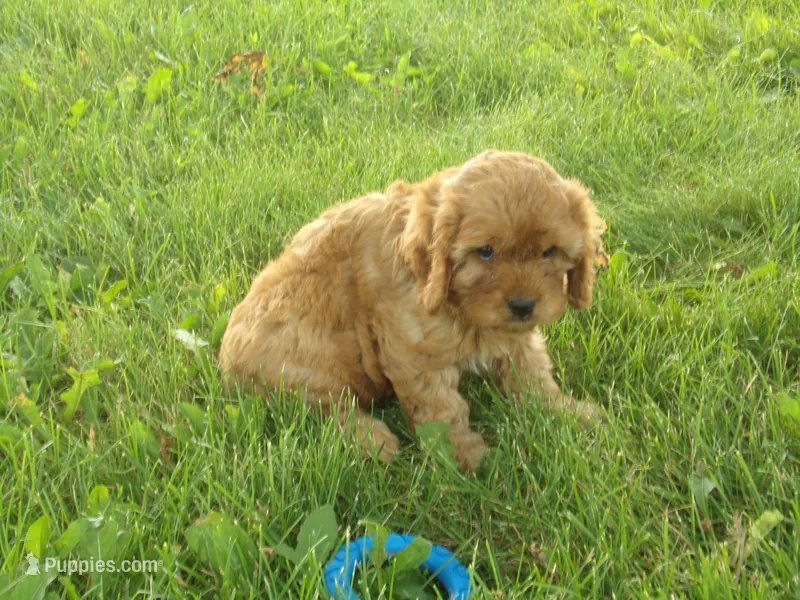 Charles – Cavapoo puppy for sale in Abbotsford, WI