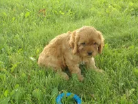 Charles, a male Cavapoo for sale in Abbotsford, WI – 1 of 3