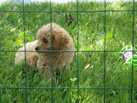 Denver, a male Miniature Goldendoodle for sale in Abbotsford, WI – 2 of 6