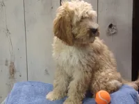 Boone, a male Cockapoo for sale in Abbotsford, WI – 3 of 5